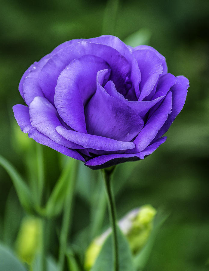 Single Blue Flower Photograph by Nick Zelinsky Jr