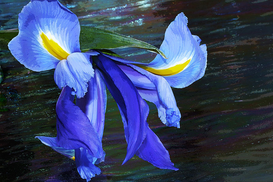 Single Blue Iris Painterly Photograph by Phyllis Denton