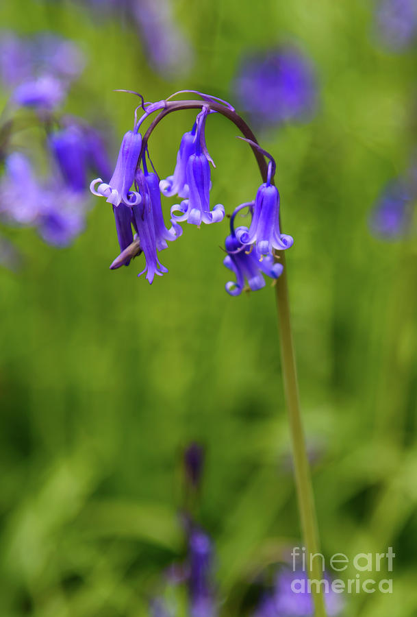 Single bluebell flower head Photograph by Colin Rayner