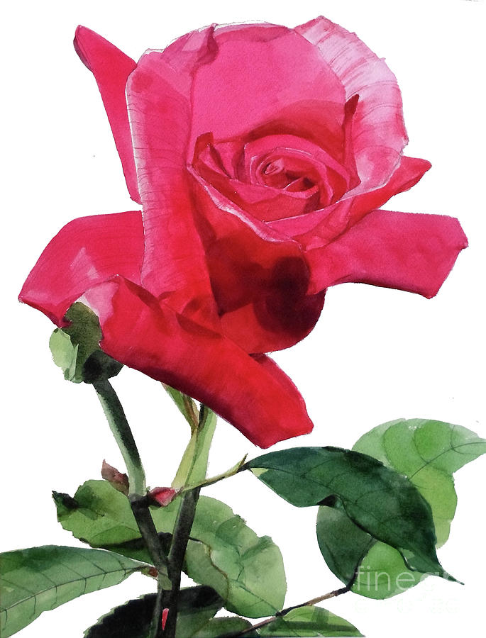 Watercolor of a Single Bright Red Rose Unfolding Painting by Greta Corens