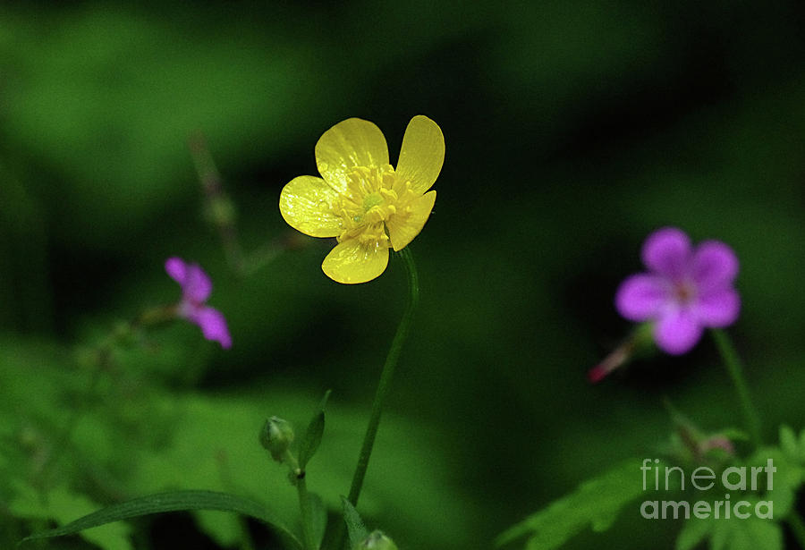 Single Buttercup Two Stinky Bob Photograph by Rick Bures
