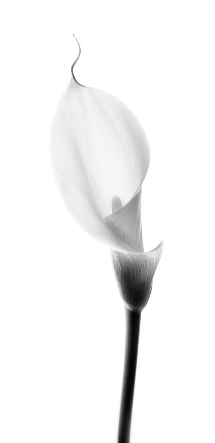 Single Cala Black And White Photograph