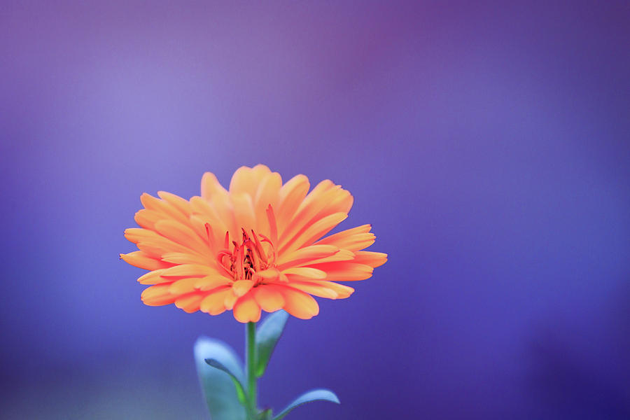 Single Calendula Flower Photograph