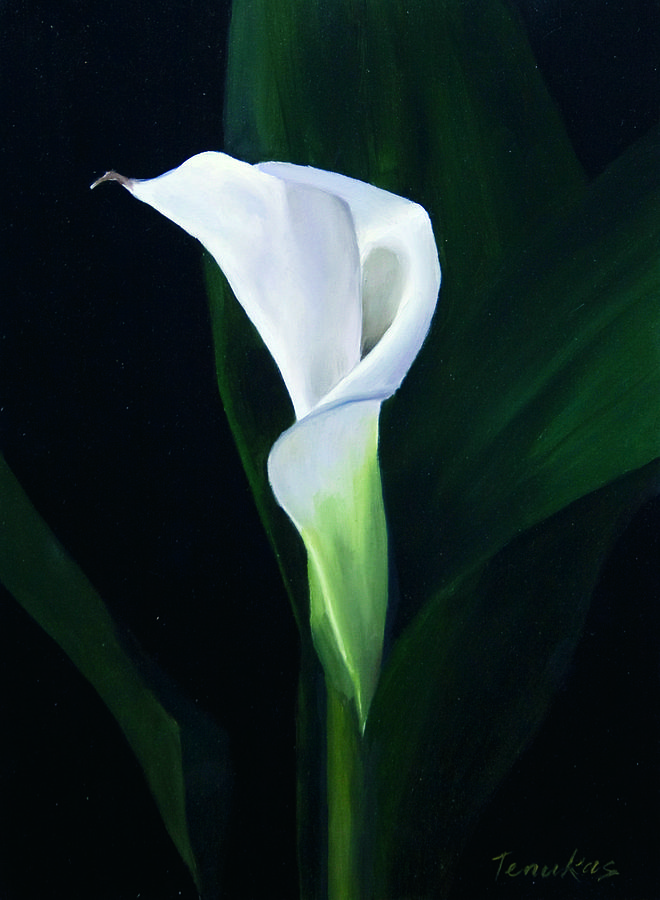 single calla lily painting by linda tenukas single calla lily painting by linda tenukas
