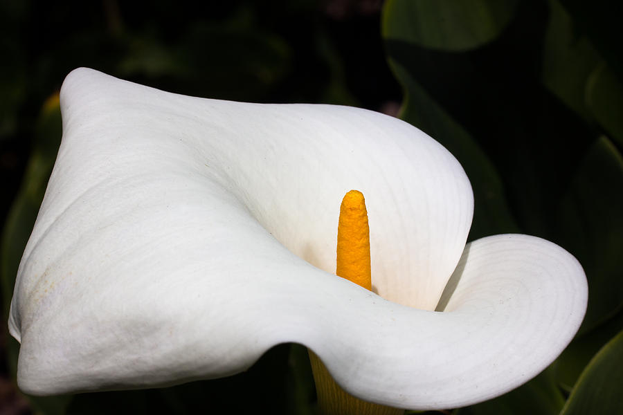 Single Calla Lily Macro Flower Photograph by Ken Wolter - Fine Art America