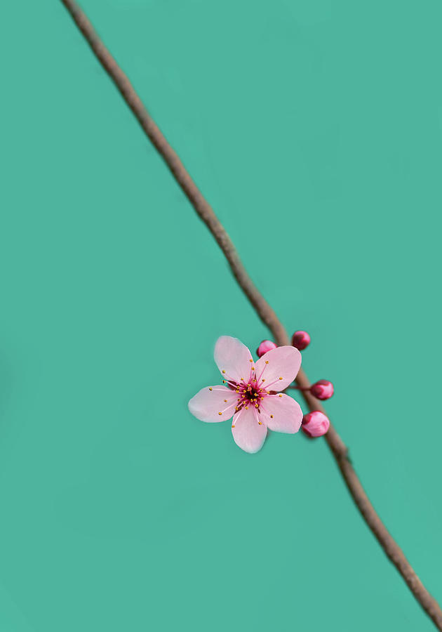 Single Cherry Blossom Photograph by Rebecca Cozart