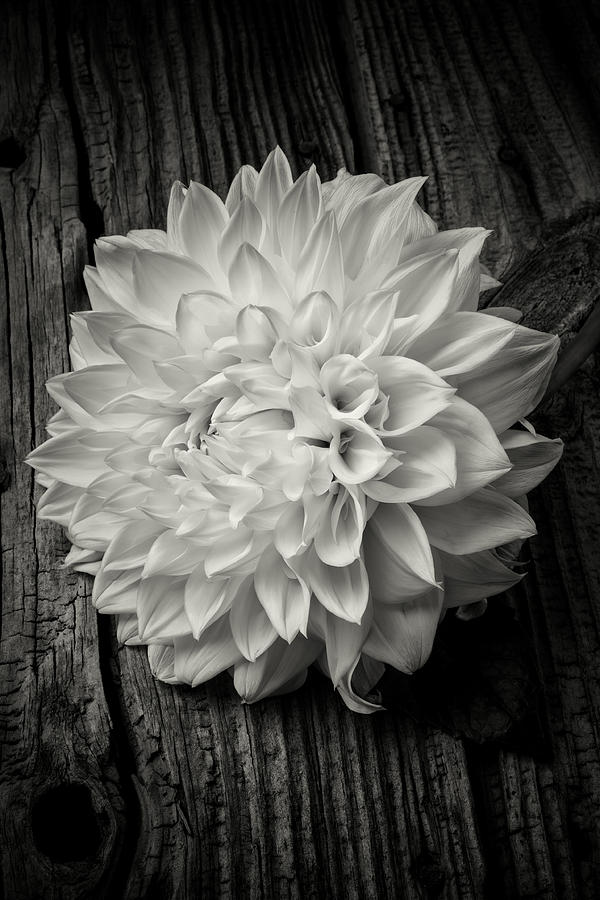 Still Life Photograph - Single Dahlia In Black and White by Garry Gay