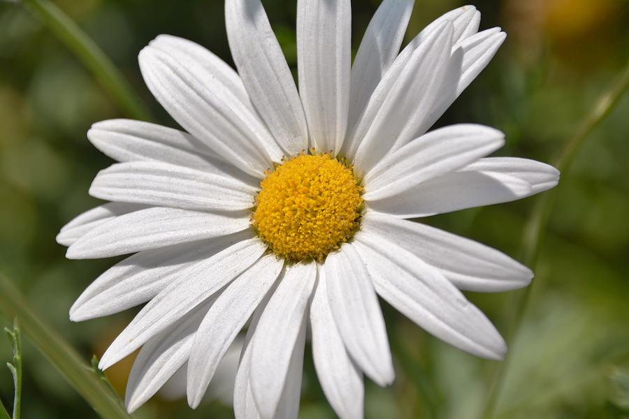 single Daisy Photograph by Werner Lehmann | Fine Art America