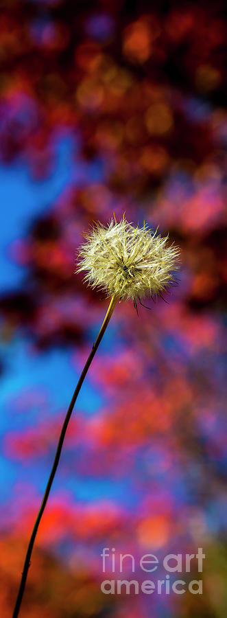 Single dandelion Photograph by Sheila Smart Fine Art Photography