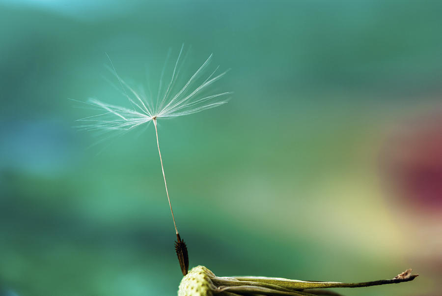 Single dandelion seed with colorful background Photograph by Vishwanath Bhat