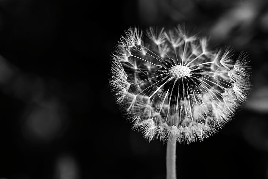 Single dandelion with some lost seeds in monochrome Photograph by Vishwanath Bhat