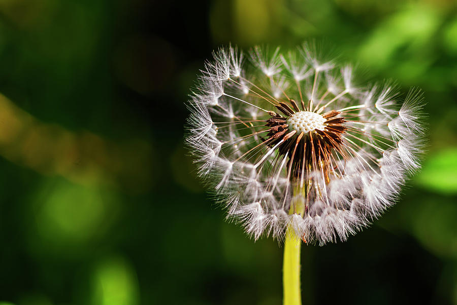 Single dandelion with some lost seeds Photograph by Vishwanath Bhat