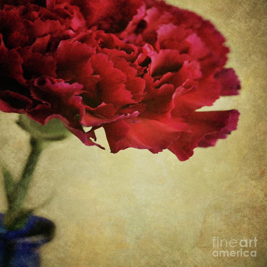 Single dark red Carnation in blue bottle Photograph by Lyn Randle