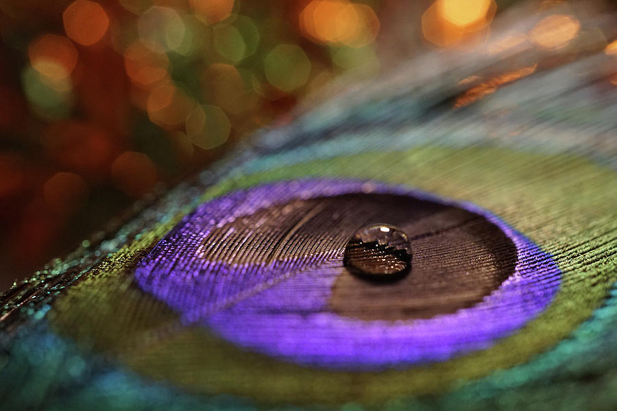 Single drop on Peacock feather Photograph by Lilia S