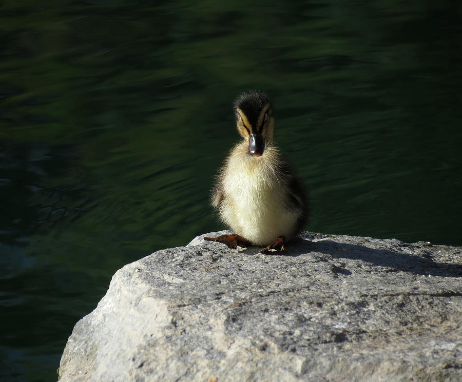 Single Duckling Photograph by Laurel Powell