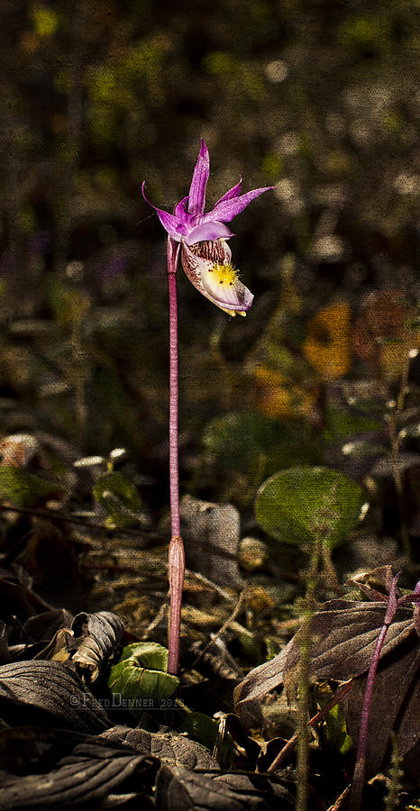 Single Fairy Slipper Photograph by Fred Denner