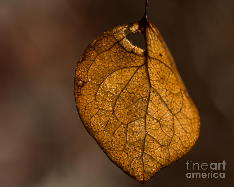 Single Fall Leaf Photograph by Alissa Beth Photography