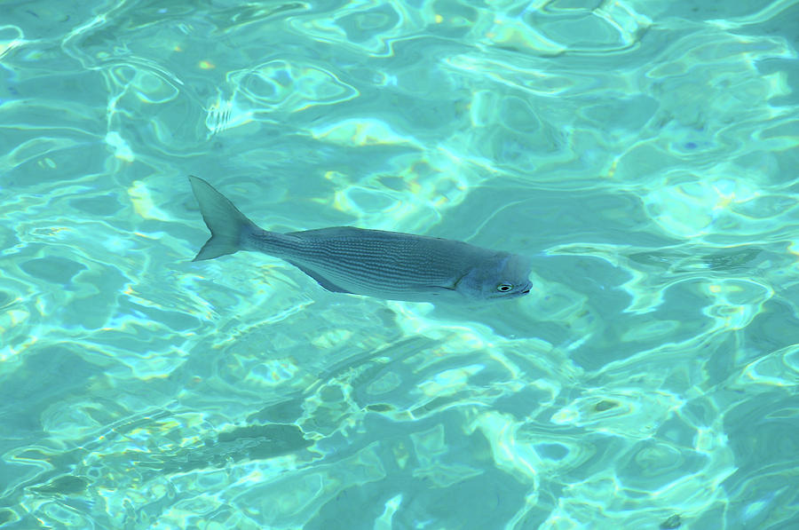 Single Fish in Blue Ocean Water Photograph by Jenny Rainbow
