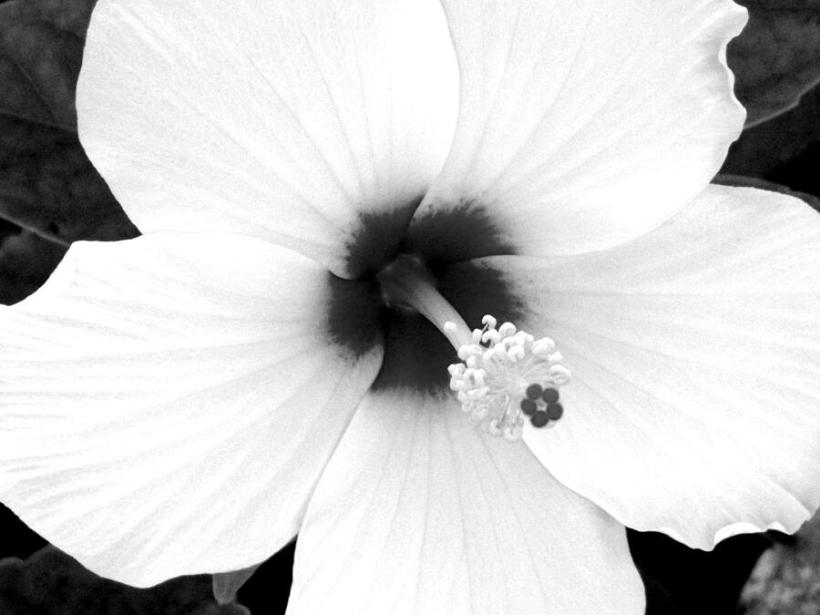 Monochrome Flower Series - 12 Photograph by Arlane Crump - Fine Art America
