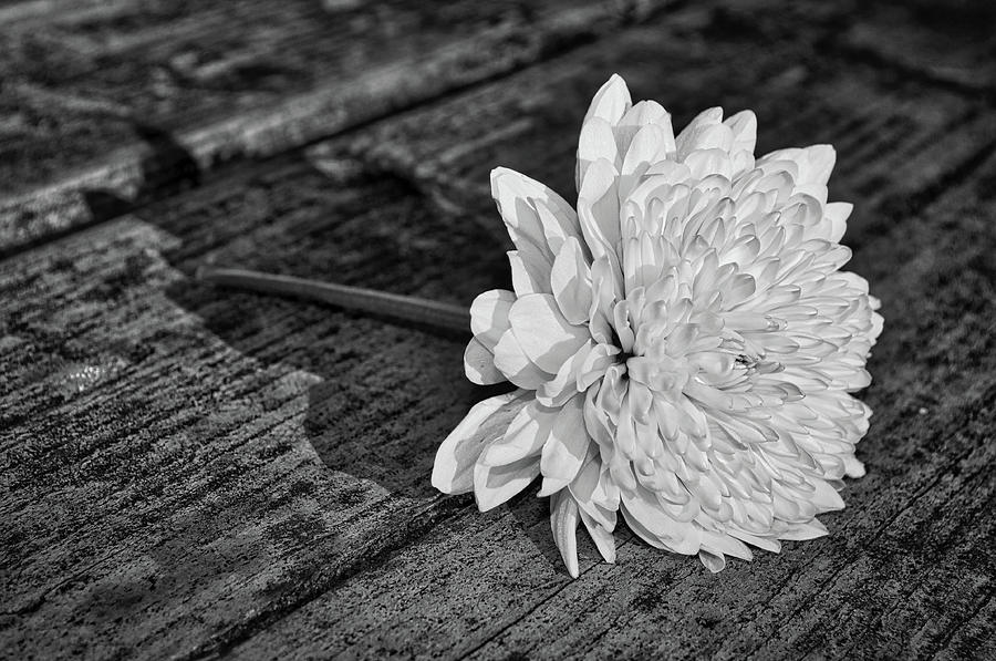 Single Flower Monochrome Photograph by Cathy Mahnke