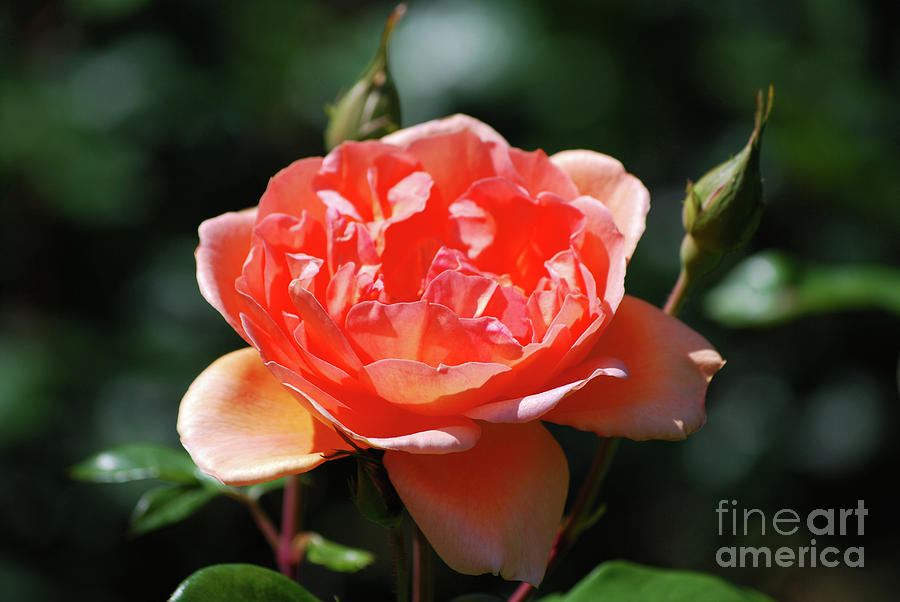 Single Flowering Peach Rose Blossom in a Garden Photograph by DejaVu Designs