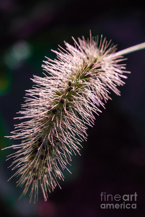 Single foxtail Photograph by Claudia M Photography