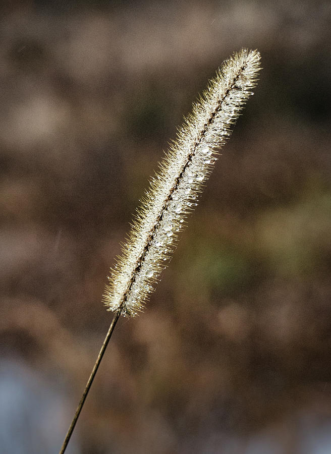 Single Foxtail Grass Flower with Water Drops Photograph by Robert Anastasi