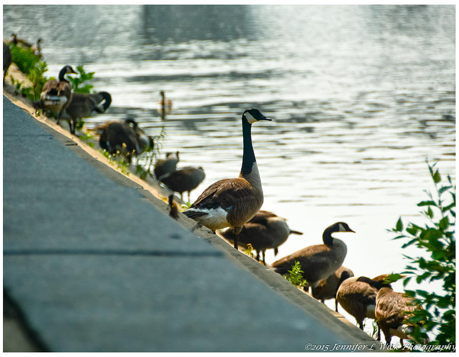 Single Goose On Steps Photograph by Jennifer Wick
