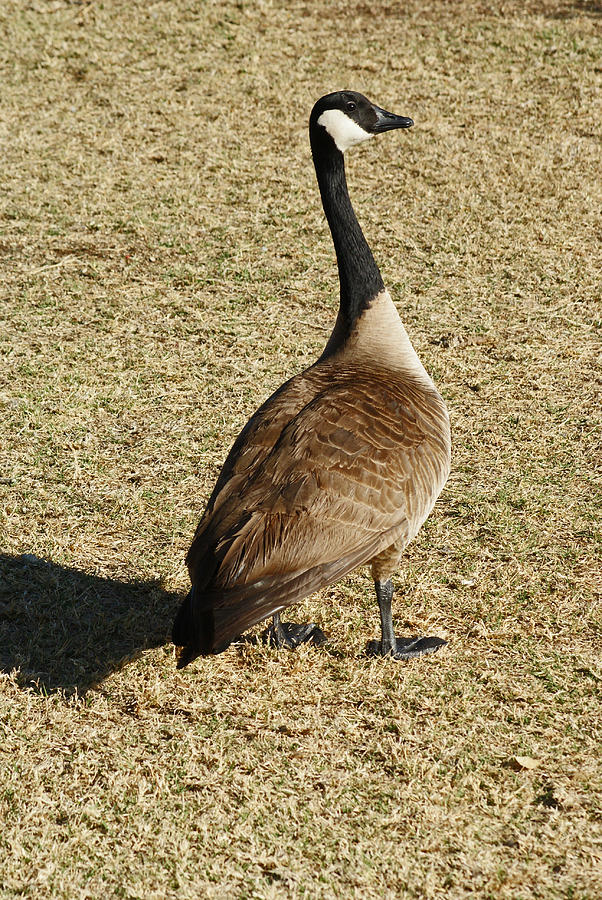 Single goose. Photograph by Robert Rodda Pixels