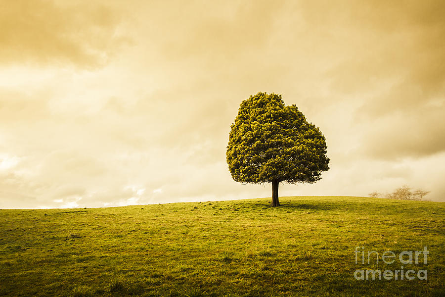 Single green tree in meadows of old Photograph by Jorgo Photography