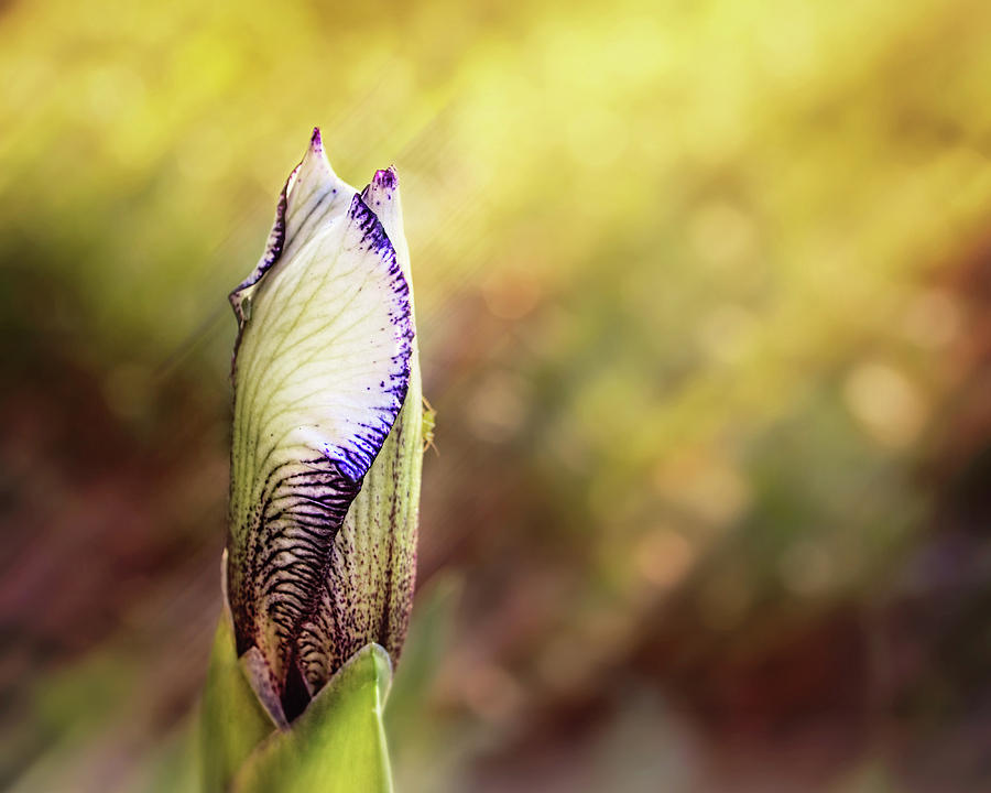 Single Iris Bud - flower photography Photograph by Ann Powell
