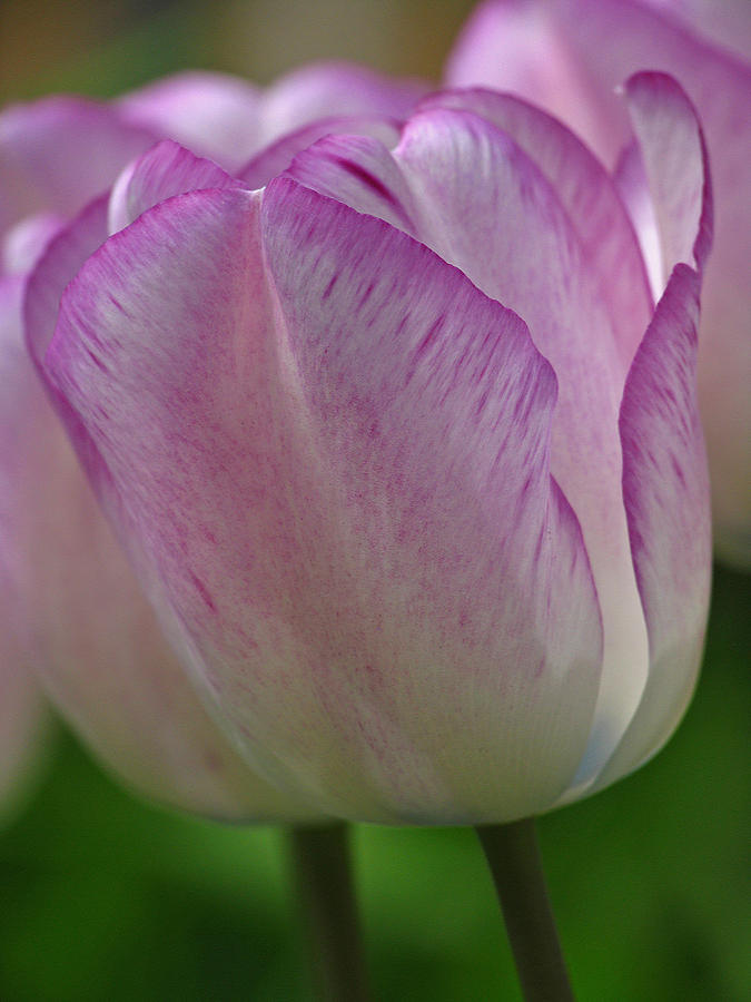 Tulip Photograph - Single by Juergen Roth