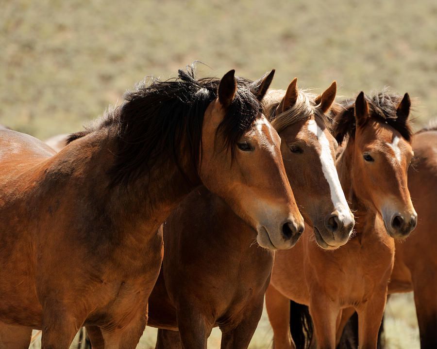Wild Horses Photograph - Single Ladies by Dennis Bolton Wild Horses Photograph - Single Ladies by Dennis Bolton