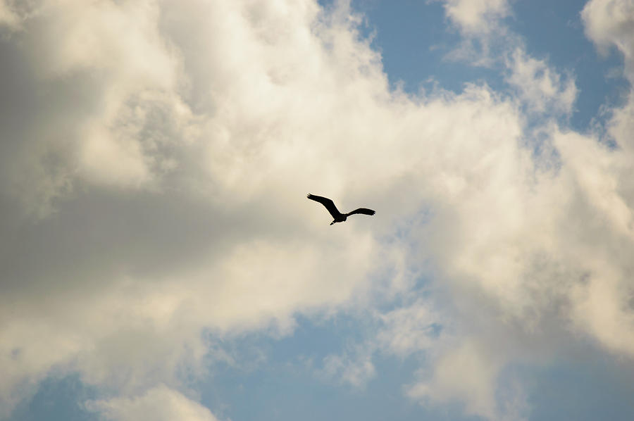 Wildlife Photograph - Single large bird flying in sky by Johan Ferret