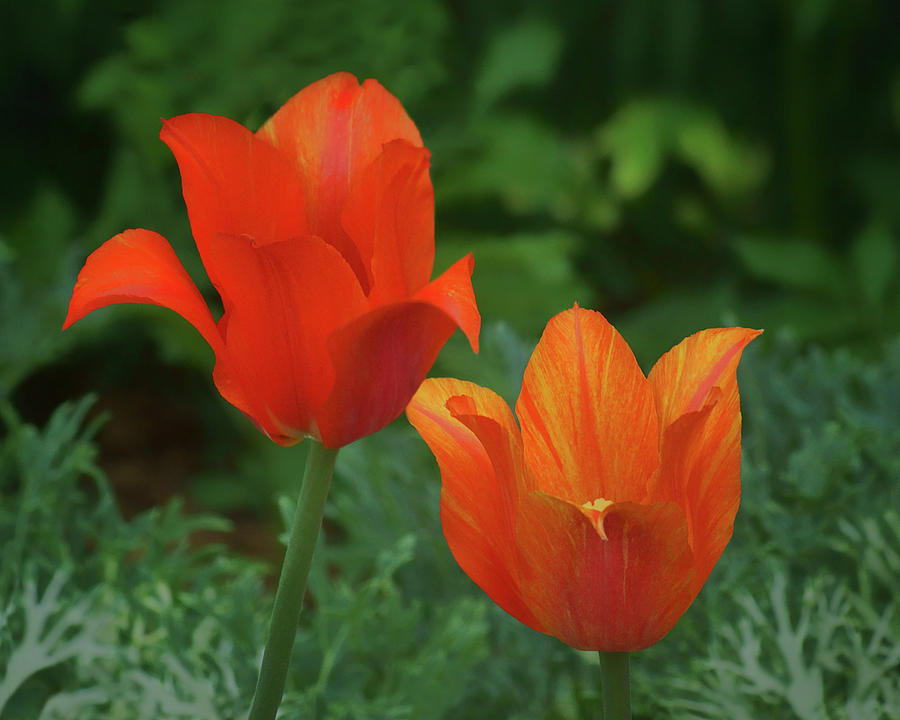 Flower Photograph - Single Late Tulips - Pair by Nikolyn McDonald