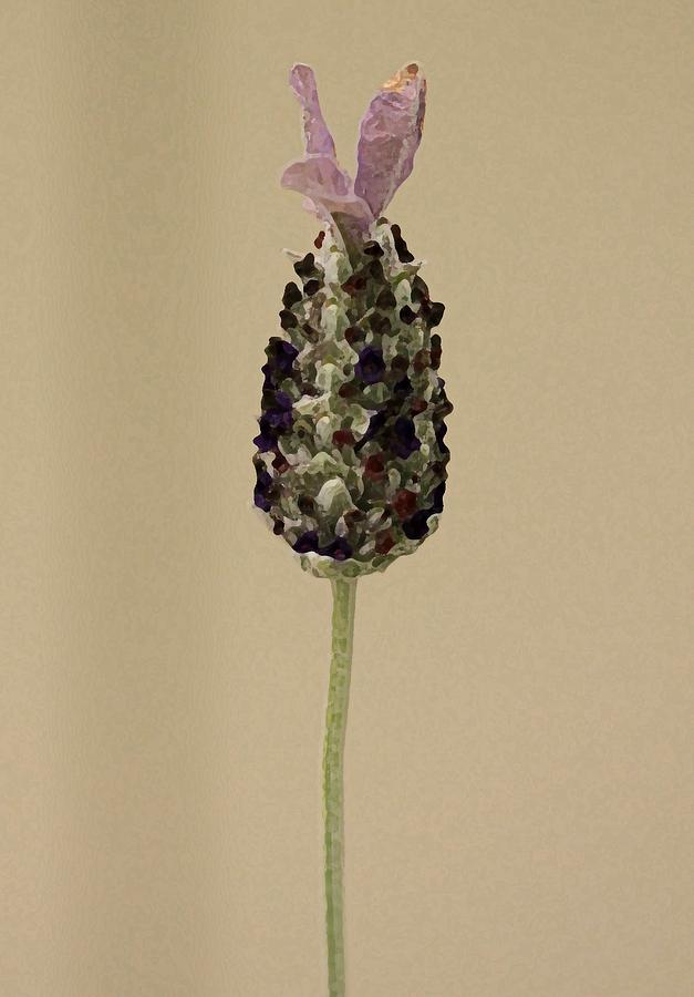 Single Lavender Photograph by Amy Neal