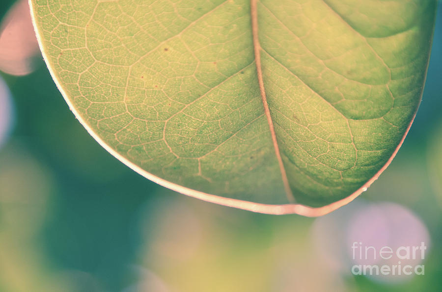Single Leaf Photograph by Andrea Anderegg