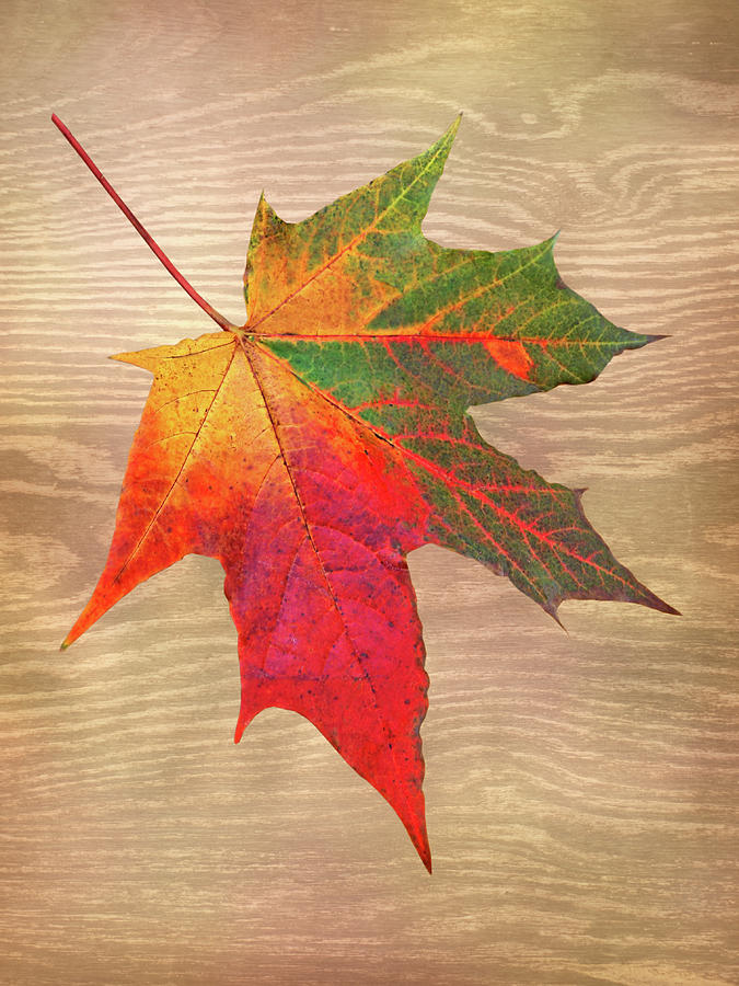 Single Leaf Shades Of Autumn Photograph by Gill Billington