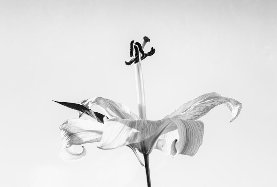 Single Lilly Flower in Black and White Photograph by John Williams