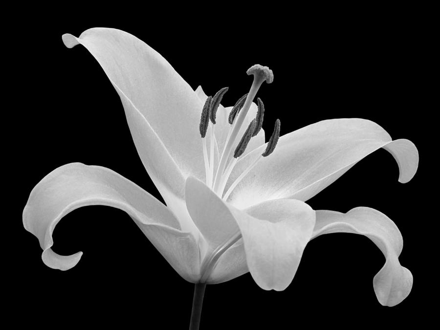 Single Lily In Black And White Photograph by Gill Billington