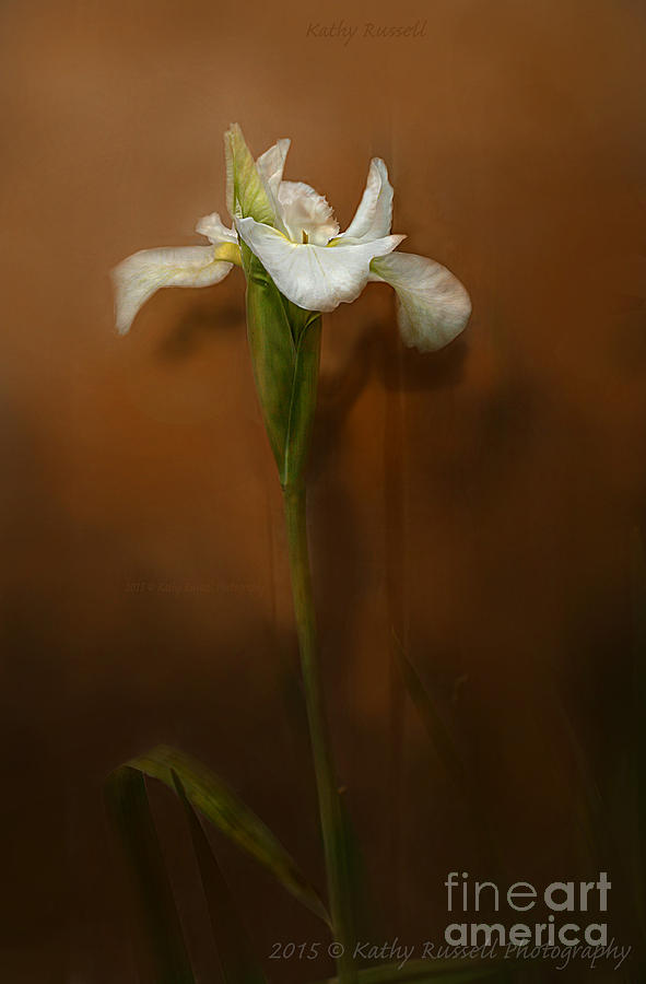 Single Lily Photograph by Kathy Russell