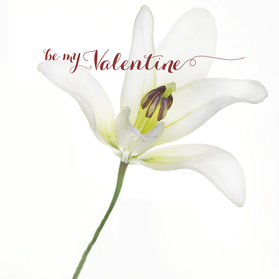 Lily Photograph - Single Lily Valentine by Rebecca Cozart