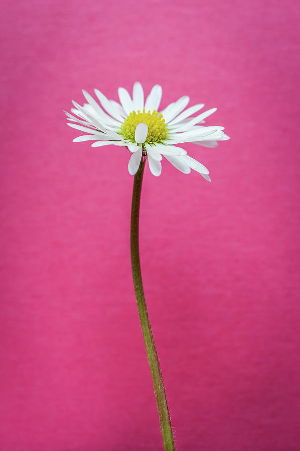 Vertical Photo of Many Pink Daisy Flowers As a Background Stock Photo -  Image of colours, lifestyles: 192285550