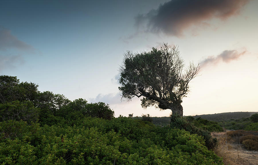 Single lonely olive tree in the field during sunset.  Photograph by Michalakis Ppalis