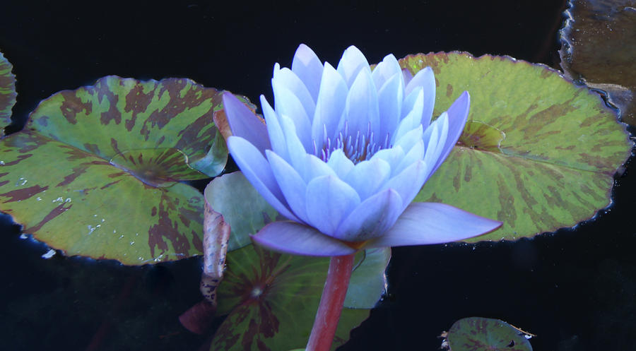 Lily Photograph - Single Lotus Blossom by Douglas Barnett