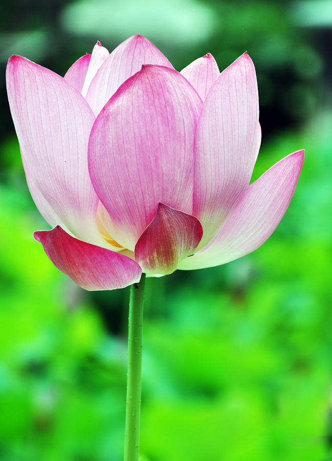 Single Lotus Blossom Photograph by Nancie McKinnon | Fine Art America