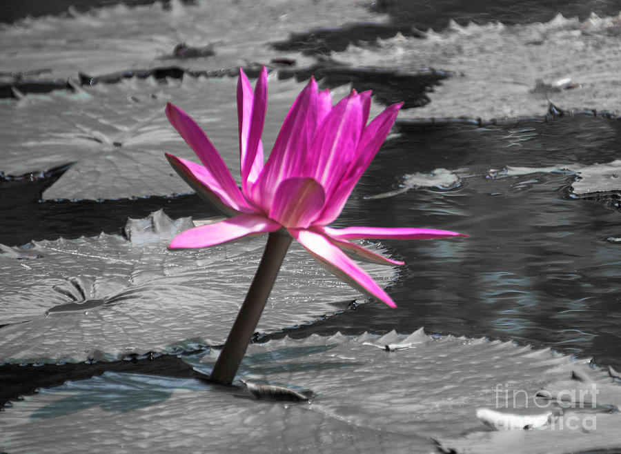 Single Lotus Photograph by Judy Hall-Folde