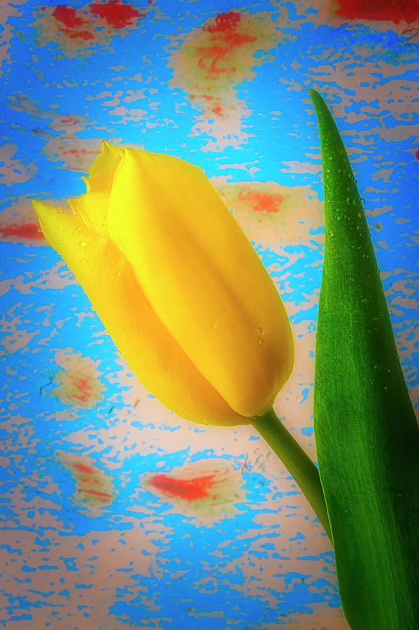 Single Lovely Yellow Tulip Photograph by Garry Gay