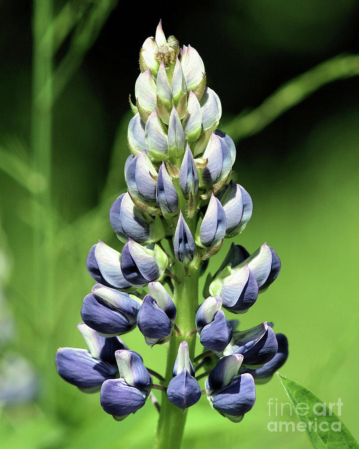Single Lupine Photograph by Smilin Eyes Treasures