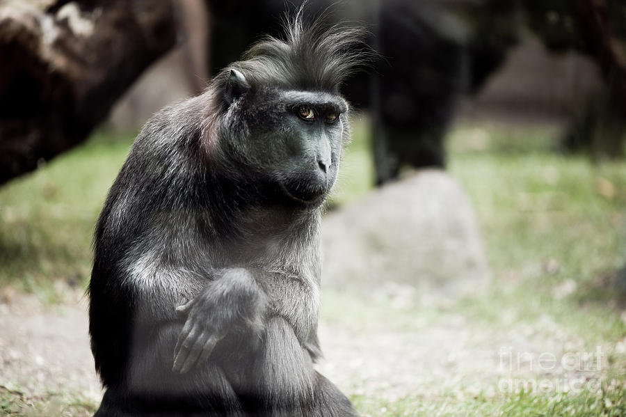 Monkey Photograph - Single macaque monkey sitting by Arletta Cwalina